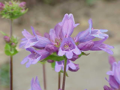 Cascade penstemon Cascade penstemon