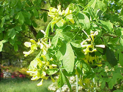 Dalmatian Laburnum Dalmatian Laburnum