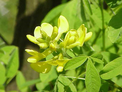 Dalmatian Laburnum