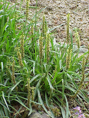 Alpine Plantain Alpine Plantain
