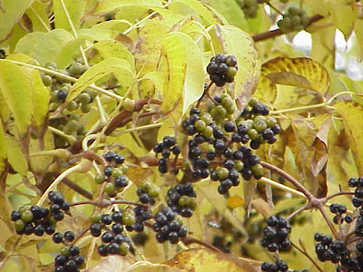 Chinese corktree Chinese corktree