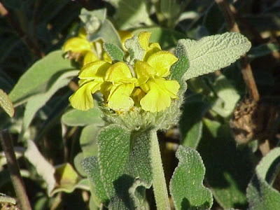 Phlomis fruticosa L.