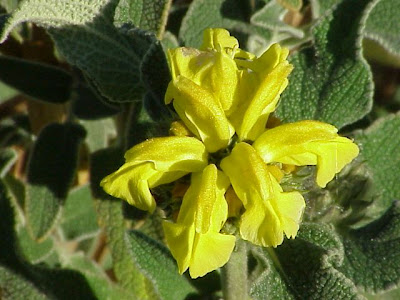 Phlomis fruticosa L.