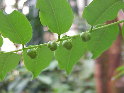 Gamo de costa Gamo de costa