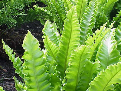 Phyllitis scolopendrium (L.) Newman