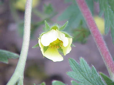 Nepal Cinquefoil