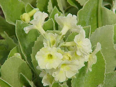 Auricula Auricula