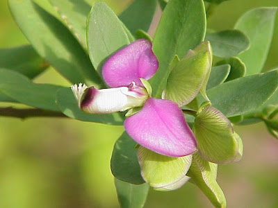 African Milkwort African Milkwort