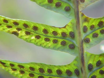 Wall fern Wall fern