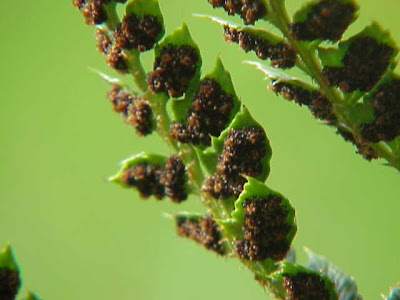 Polystichum aculeatum (L.) Roth