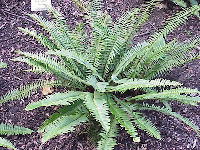 Polystichum lonchitis (L.) Roth