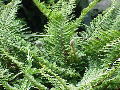Polystichum setiferum (Forsskal) Woynar
