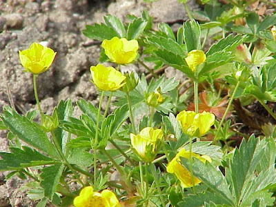 Cinquefoglia fior d'oro Cinquefoglia fior d'oro