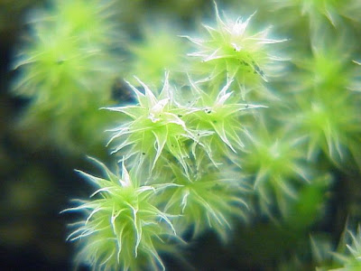 Racomitrium canescens,
racomitrium moss,
wideleaf racomitrium moss