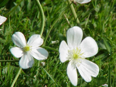Ranunculus aconitifolius,
,
Ranuncolo a foglie di Aconito