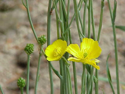 Grass Leaved Buttercup