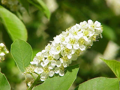 Common chokecherry Common chokecherry