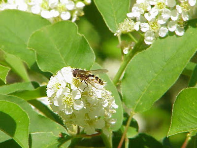 Common chokecherry Common chokecherry