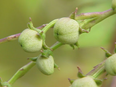 Quamoclit lobata