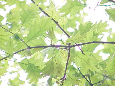 Quercus ambigua