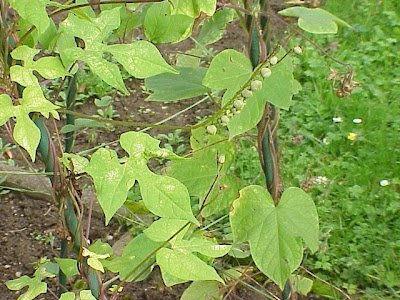Quamoclit lobata