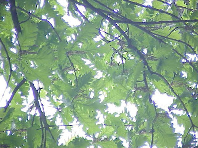 Quercus frainetto,
Hungarian oak,
Italian oak,
Quercia farnetto