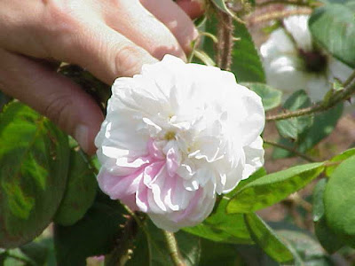 Cabbage rose