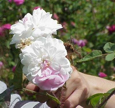 Cabbage rose