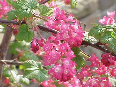 Blood currant