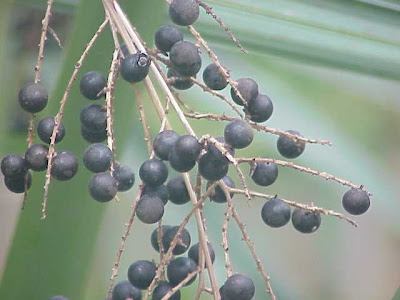Sabal minor,
bluestem palmetto,
bush palmetto,
dwarf palmetto,
latanier,
little bluestem,
scrub palmetto