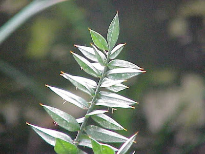 Butcher's-broom Butcher's-broom