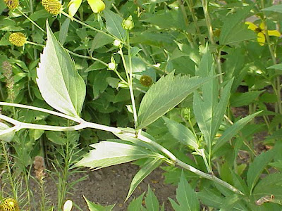 Cut-leaf coneflower Cut-leaf coneflower