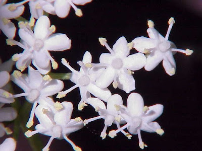 Elder