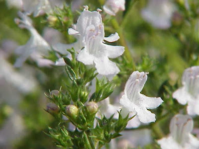 Satureja montana L.