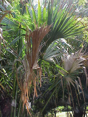 Sabal gretherieae