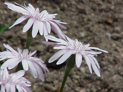 Scorzonera purpurea,
Purple Viper's Grass,
Scorzonera purpurea