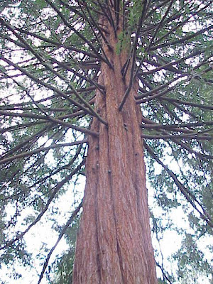 Coast redwood Coast redwood