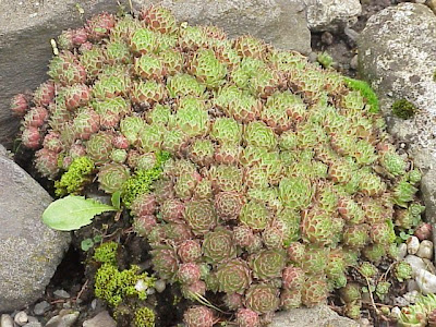Mountain Houseleek Mountain Houseleek
