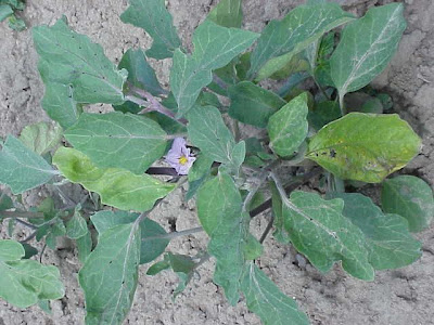 Brinjal eggplant
