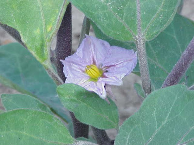 Brinjal eggplant