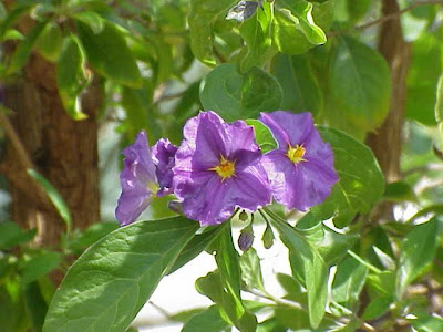 Blue potato-bush Blue potato-bush