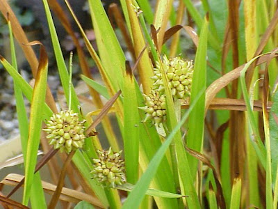 Simple-stem burr-reed Simple-stem burr-reed