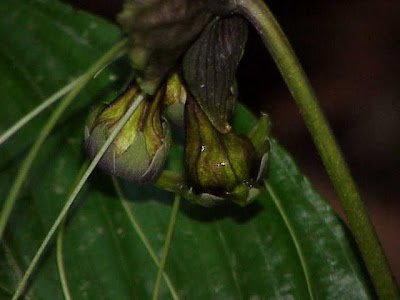 Tacca integrifolia,
batflower,
batplant