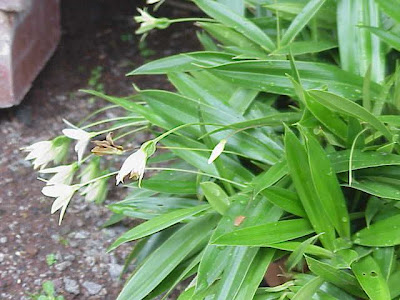 Talbotia elegans