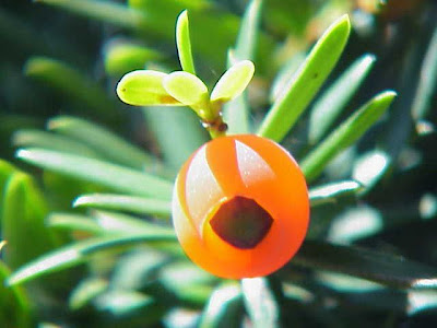 Japanese yew