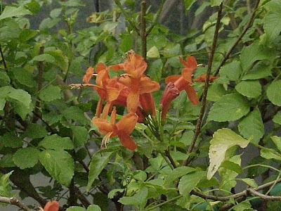 Cape-honeysuckle Cape-honeysuckle