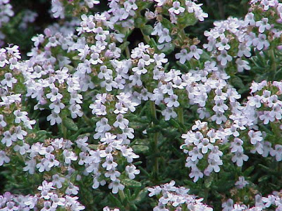 \"Thymus