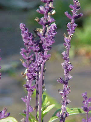 Blue Sage