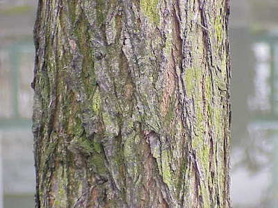 Water elm