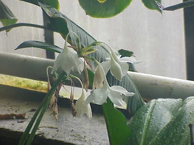 Urceolina grandiflora